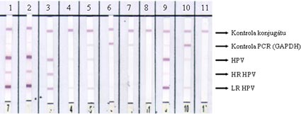 Genetica2